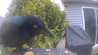 common grackle