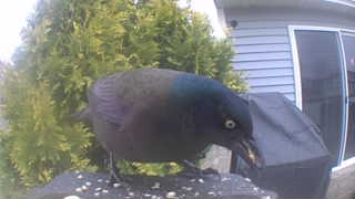 common grackle