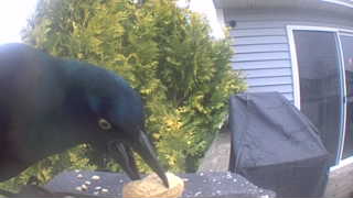 common grackle