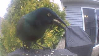 common grackle
