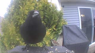 american crow