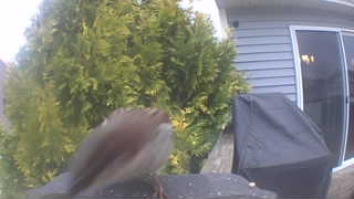 american tree sparrow