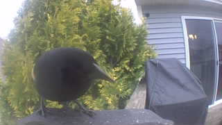 american crow
