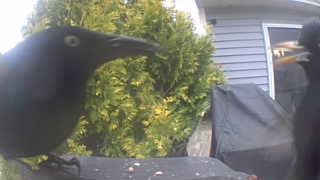 common grackle