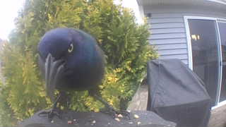 common grackle