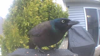 common grackle