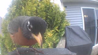 american robin