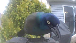 common grackle