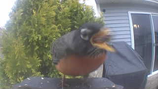 american robin