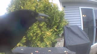 american crow
