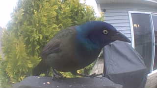 common grackle