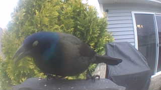 common grackle