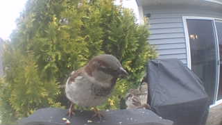 house sparrow