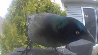 common grackle