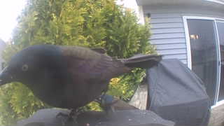 common grackle