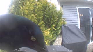 common grackle