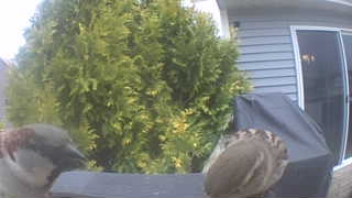 american tree sparrow