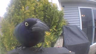 common grackle