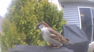 house sparrow