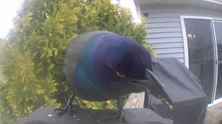 common grackle