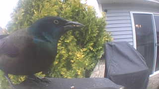 common grackle