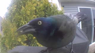 common grackle