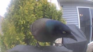 common grackle