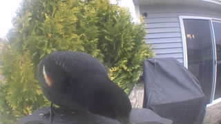 red-winged blackbird