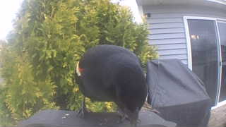red-winged blackbird