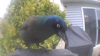 common grackle
