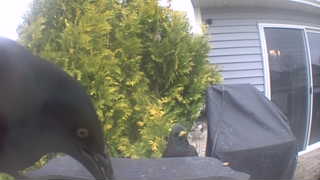 american crow