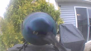 common grackle