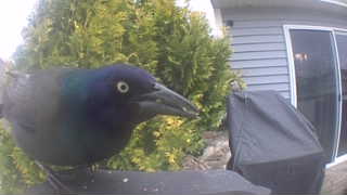 common grackle