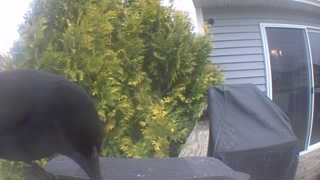 american crow