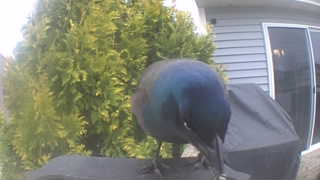 common grackle