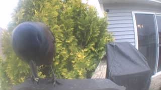 common grackle