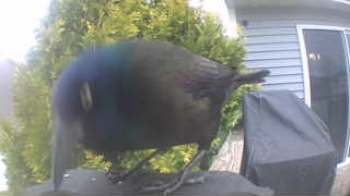 common grackle