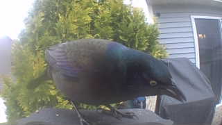 common grackle