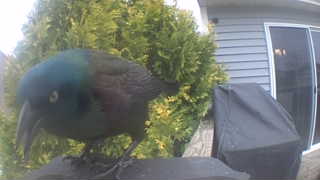 common grackle