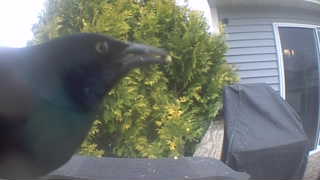 common grackle