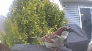 house sparrow