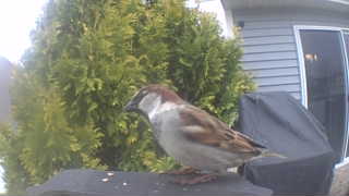 house sparrow