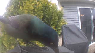 common grackle
