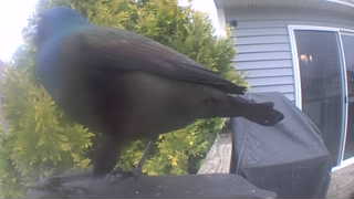 common grackle