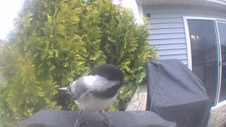 black-capped chickadee