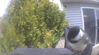 black-capped chickadee