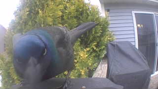 common grackle