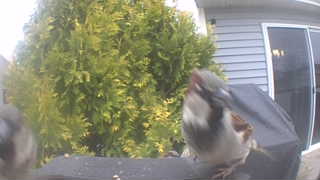 black-capped chickadee