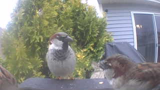house sparrow