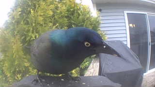 common grackle